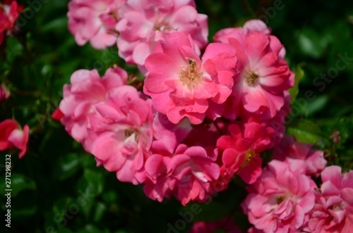 amazingly beautiful roses on the island of Nessebar Bulgaria