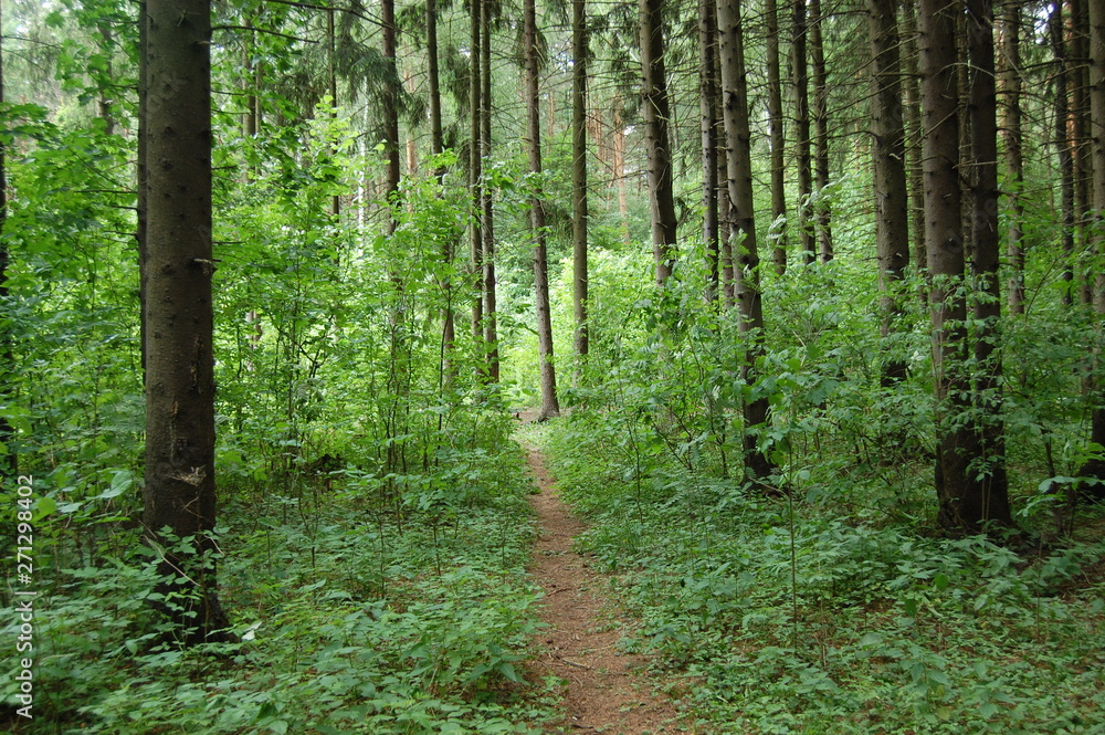 Obraz premium path in the forest