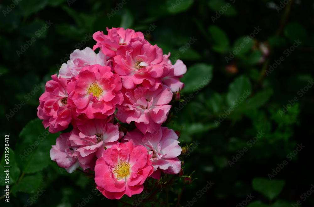 amazingly beautiful roses on the island of Nessebar Bulgaria amazingly beautiful roses on the island of Nessebar Bulgaria