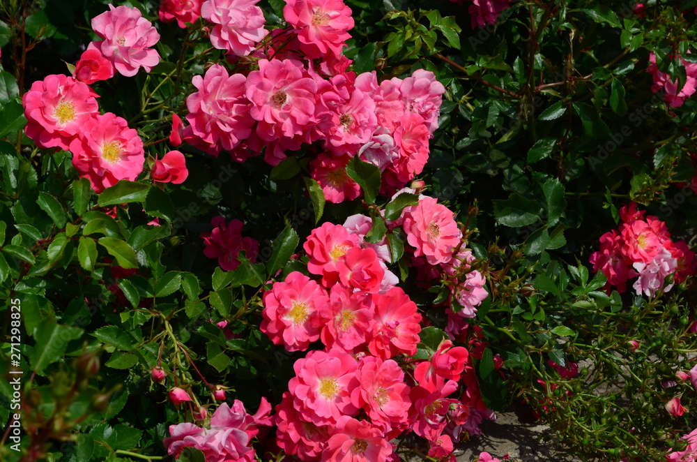 amazingly beautiful roses on the island of Nessebar Bulgaria amazingly beautiful roses on the island of Nessebar Bulgaria