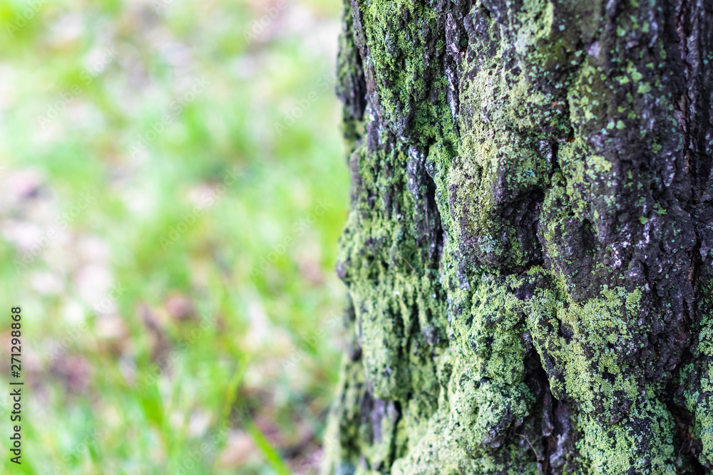 Green moss on the bark of a tree trunk close-up with copy space on a blurred background Green moss on the bark of a tree trunk close-up with copy space on a blurred background