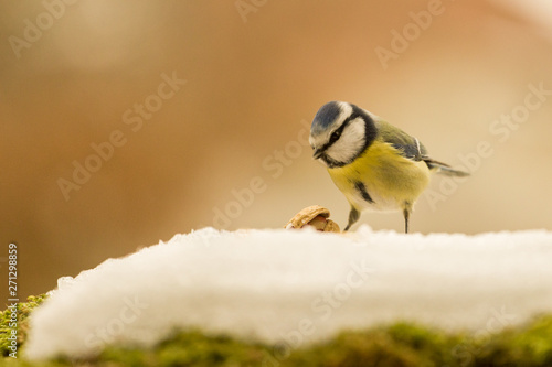 Mésange Bleu