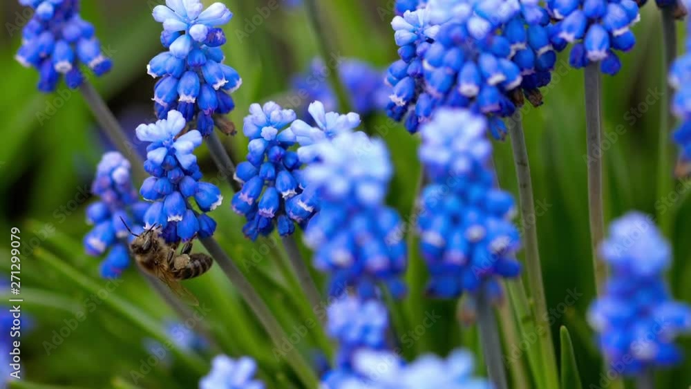 Bee flying near Muscari flower