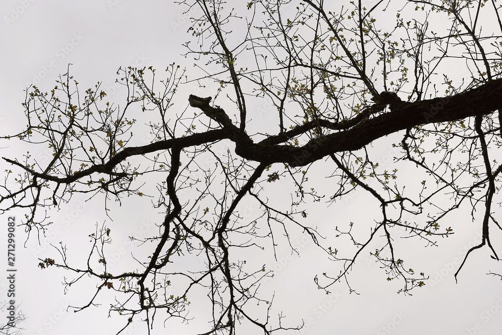 abstract dry bare tree branch background abstract dry bare tree branch background