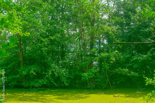 beautiful green lake in forest