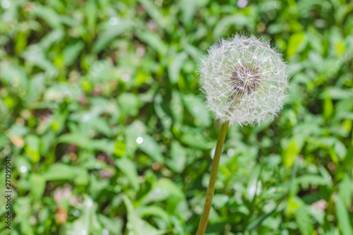 Fluffy dandelion close up on blurred green grass background with copy space