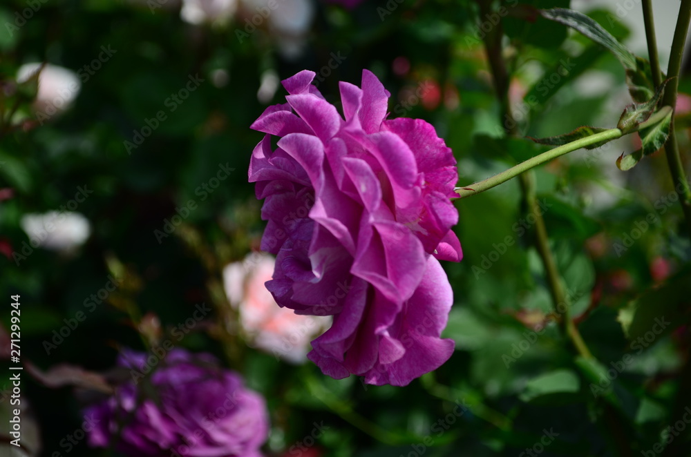 amazingly beautiful roses on the island of Nessebar Bulgaria