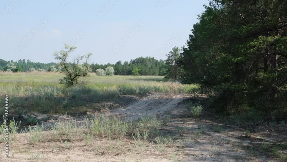 sandy road along the coniferous forest, summer day, Ukraine sandy road along the coniferous forest, summer day, Ukraine