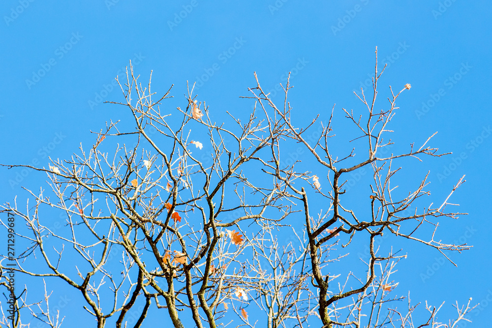 Obraz premium The tree branch with the last autumn leaves on a blue sky background in sunny weather_