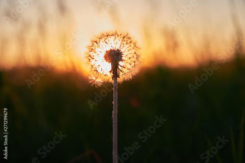 Fluffy dandelion at sunset in the field