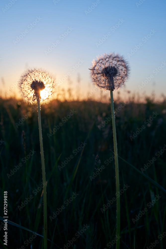Two fluffy dandelion at sunset in the field