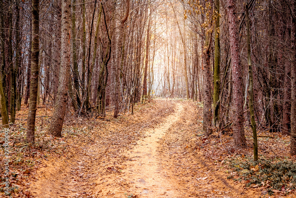 Soil road in the pine forest in the fall_