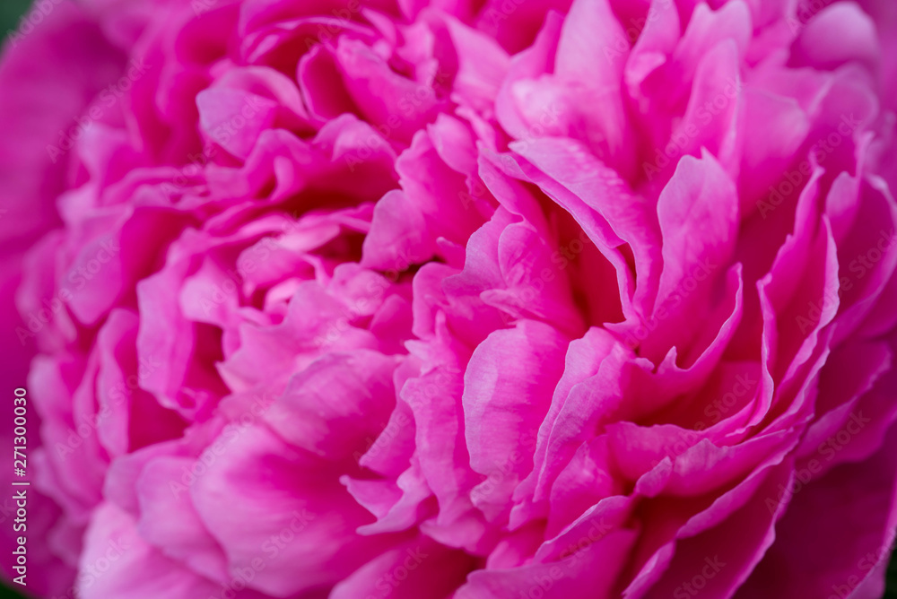 pink peony flower with dew drops macro pink peony flower with dew drops macro