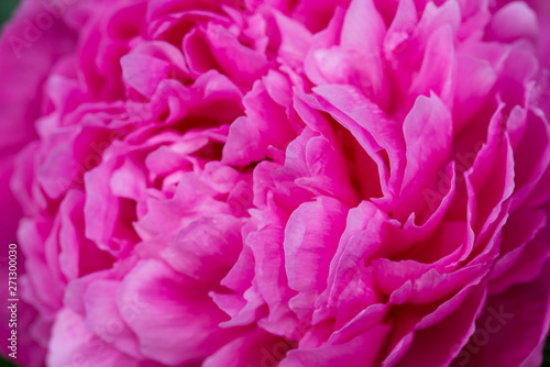 Fototapeta Naklejka Na Ścianę i Meble -  pink peony flower with dew drops macro