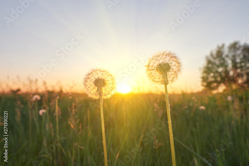 Fototapeta Naklejka Na Ścianę i Meble -  Two fluffy dandelion at sunset in the field