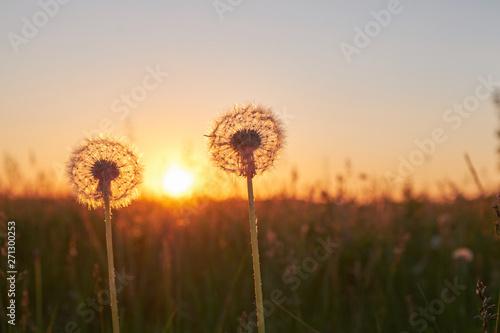 Two fluffy dandelion at sunset in the field