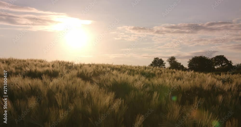 The wheat field is the sun at sunset The wheat field is the sun at sunset