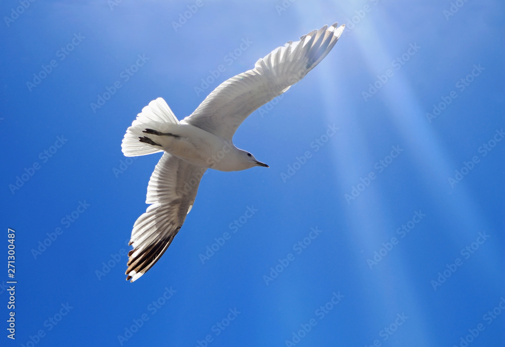 Obraz premium flying seagull in front of clear sky and sunbeams