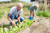 Elderly couple working in the garden at the farm