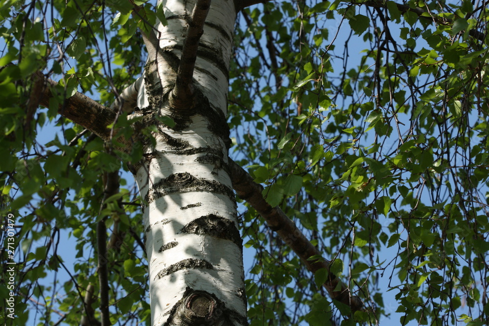 Fototapeta premium White birch tree in spring.