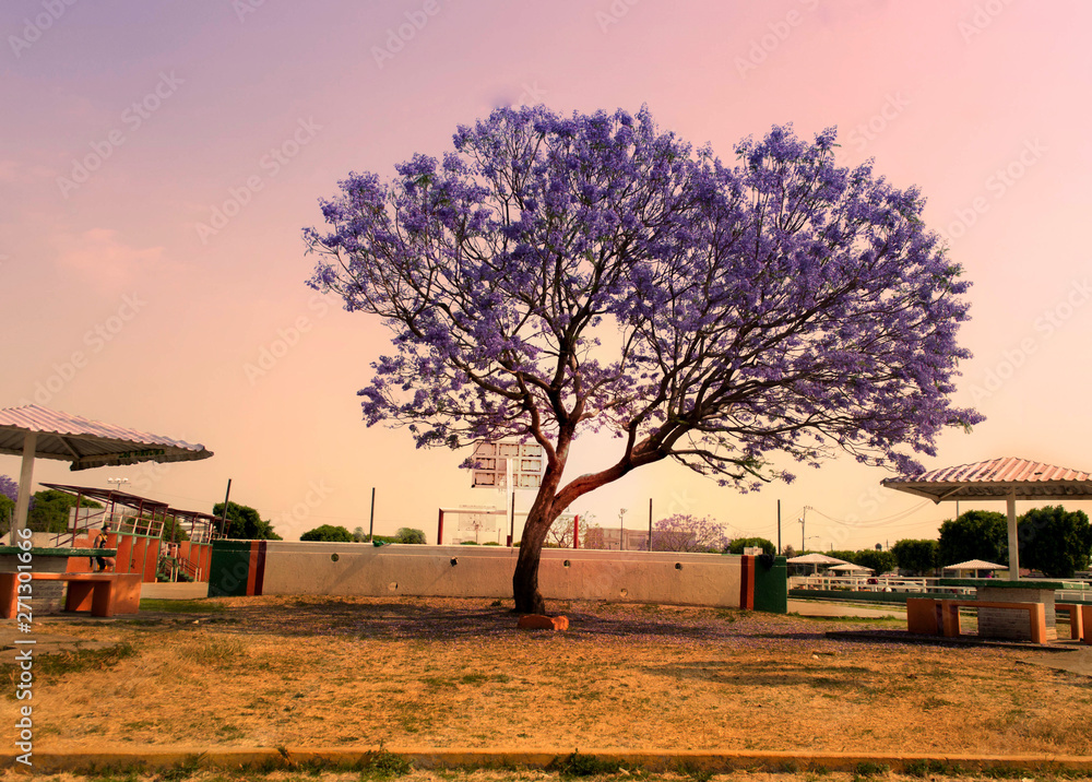 Naklejka premium Jacarandas