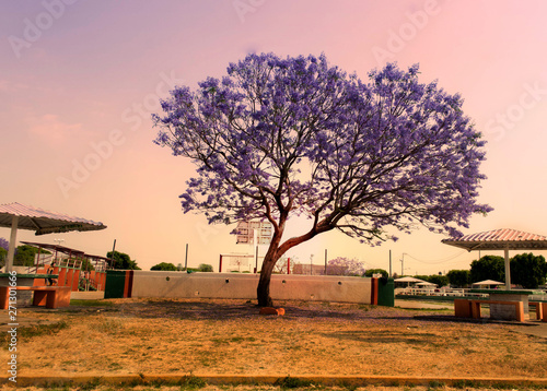 Jacarandas