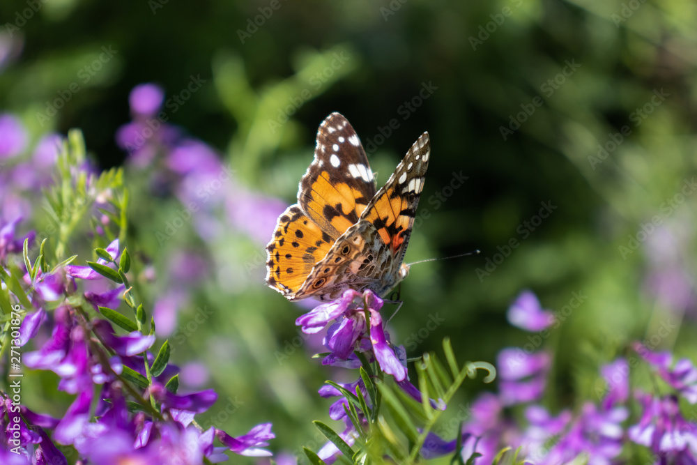 Obraz premium Butterfly 
