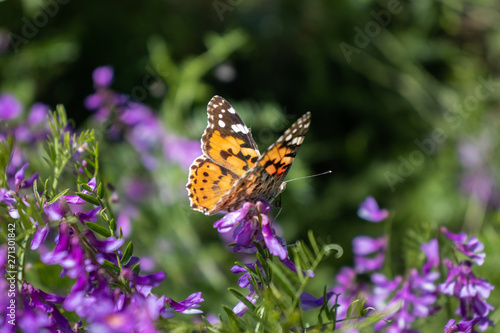 Butterfly "Vanessa cardui" among small purple flowers.