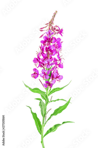 Red flower on white background. Blooming sally  Epilobium angustifolium. Fireweed  Rosebay Willowherb  isolated on white background. Willow-herb isolated on white background. Medicinal plant.