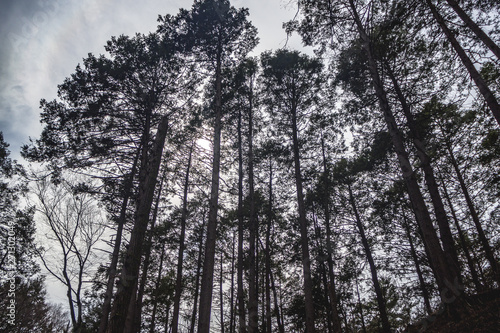 tall trees in forrest from the ground looking up