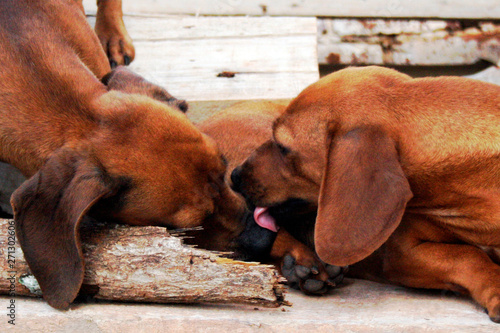 Cachorros se lambendo photo