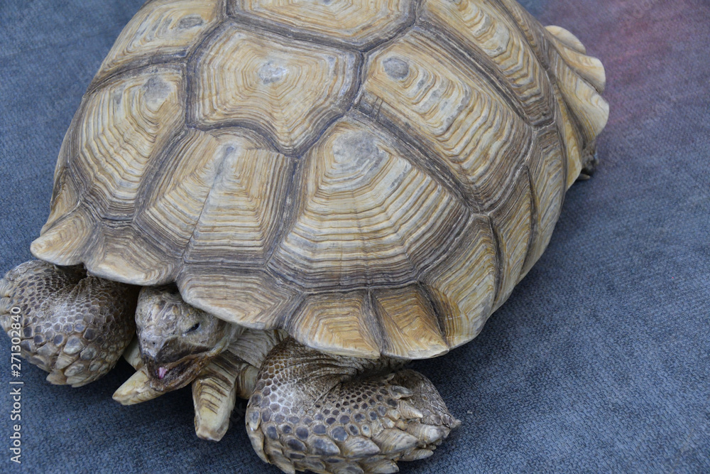 African spurred tortoise (LVL. Geochelone sulcata) African spurred tortoise (LVL. Geochelone sulcata)