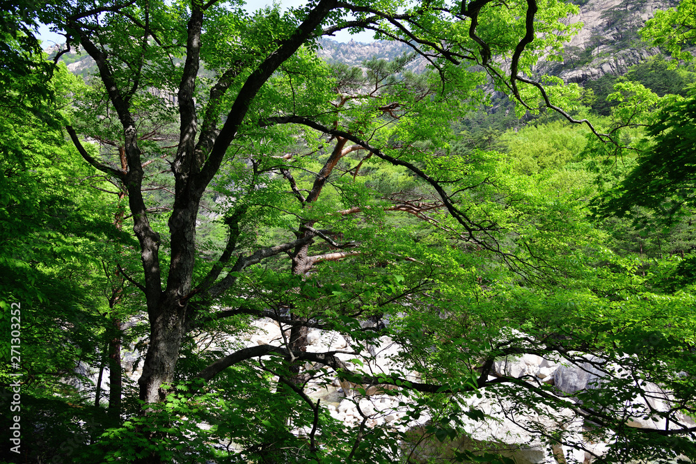 North Korean nature. Korean maple North Korean nature. Korean maple