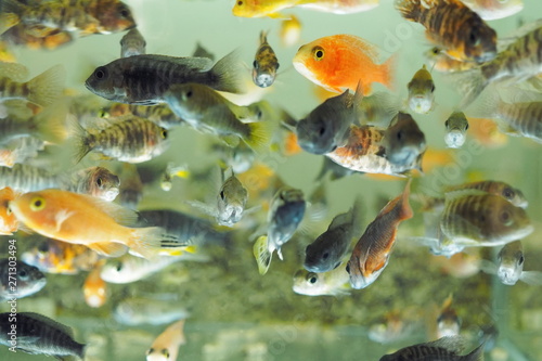 Fishs Aquarium Background, soft focus many Malawi Cichlid diving in fresh water glass tank.