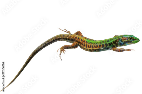 fractal picture of Lizard