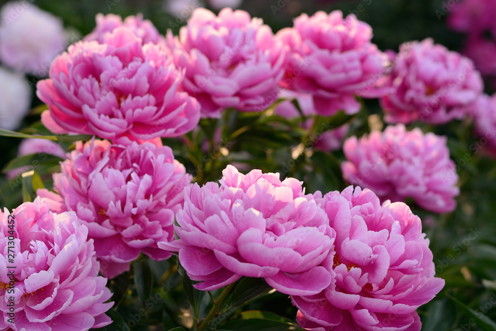 Blooming pink peony bush of flowers in the garden Blooming pink peony bush of flowers in the garden
