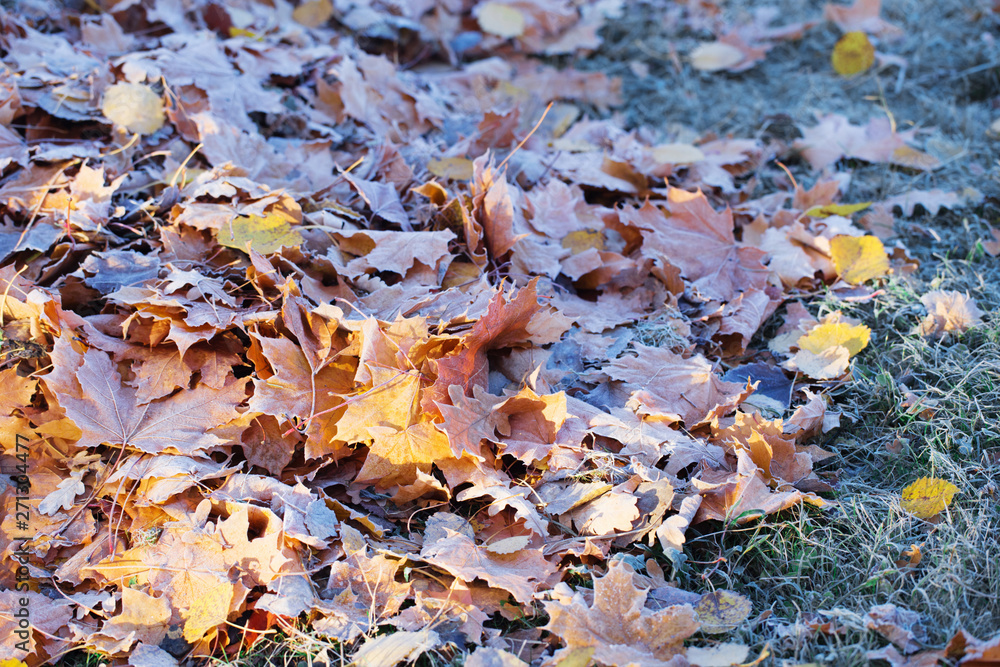 autumn background with leaves in frost