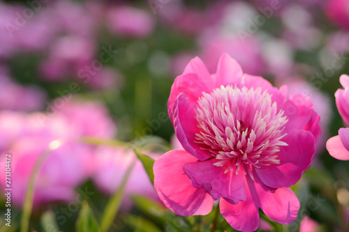 Fototapeta Naklejka Na Ścianę i Meble -  Pink peony flower on floral field blurred background