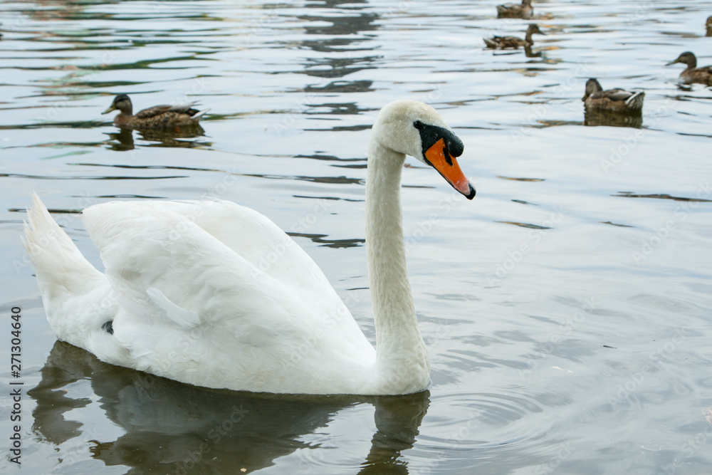 Obraz premium CIsne en el lago