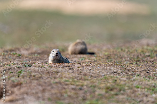 A wild european ground squirrel © Jan Rozehnal