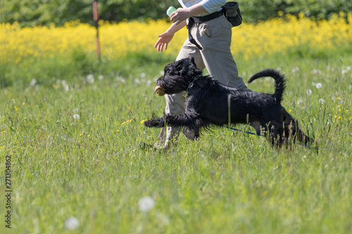 Woman walking with her Black  Schnauzer dog in the meadow. Dog is holding a toy in her mouth. 