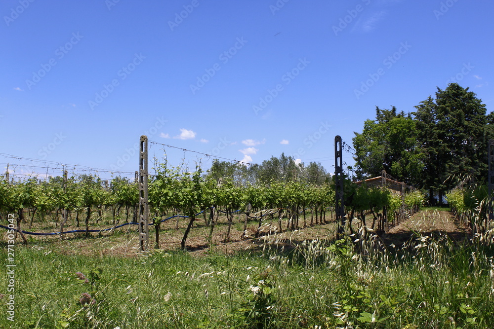 vineyard in a summer day in Tuscany, Italia