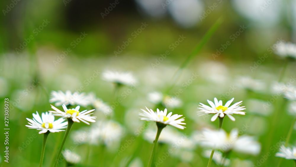 Thüringer Wald - Butterblumen