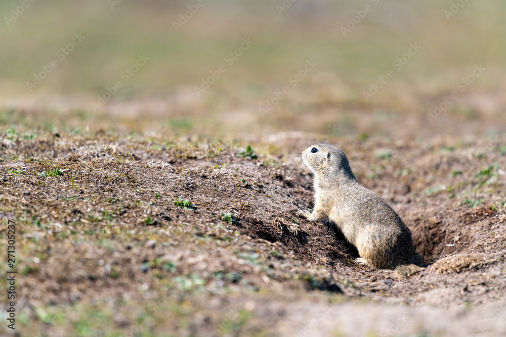 Fototapeta premium A wild european ground squirrel