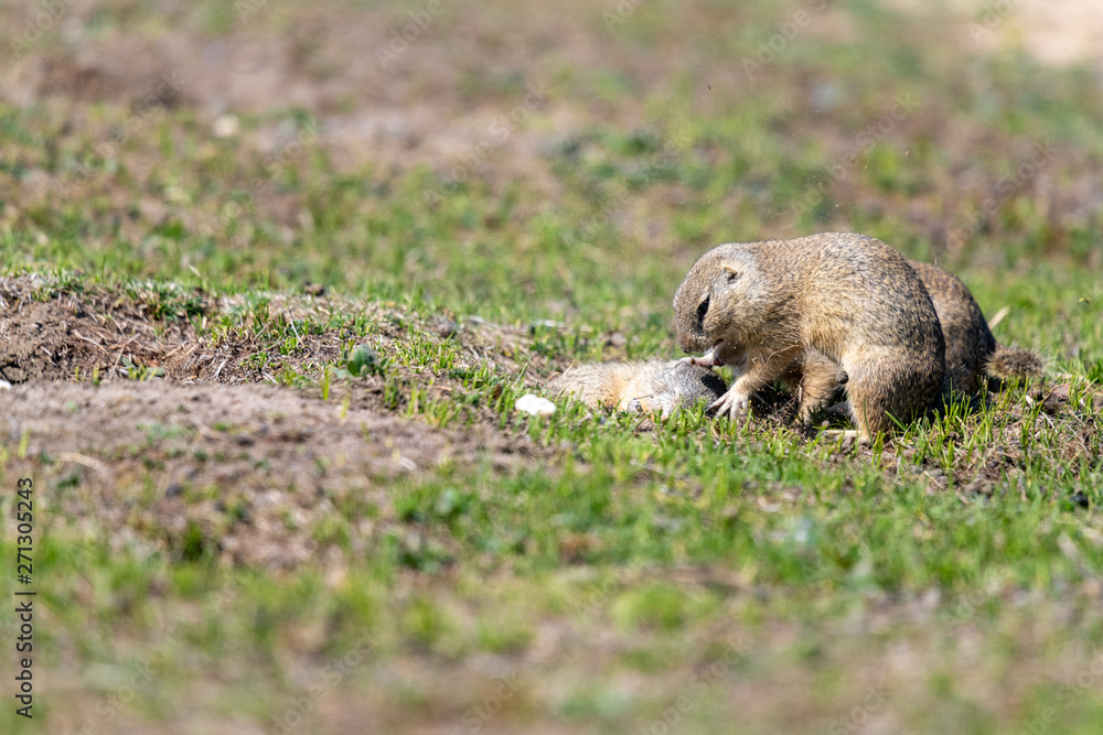 A wild european ground squirrel A wild european ground squirrel