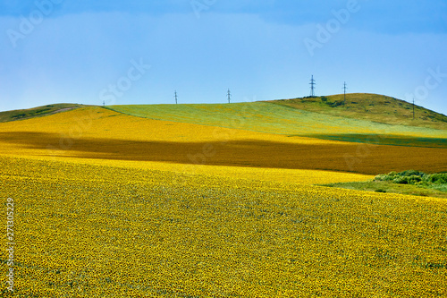 Beautiful panoramic aerial summer view at field of ripe sunflowers before the storm on the Bukhtarma mountains in the valley of the river Irtysh, eastern Kazakhstan photo