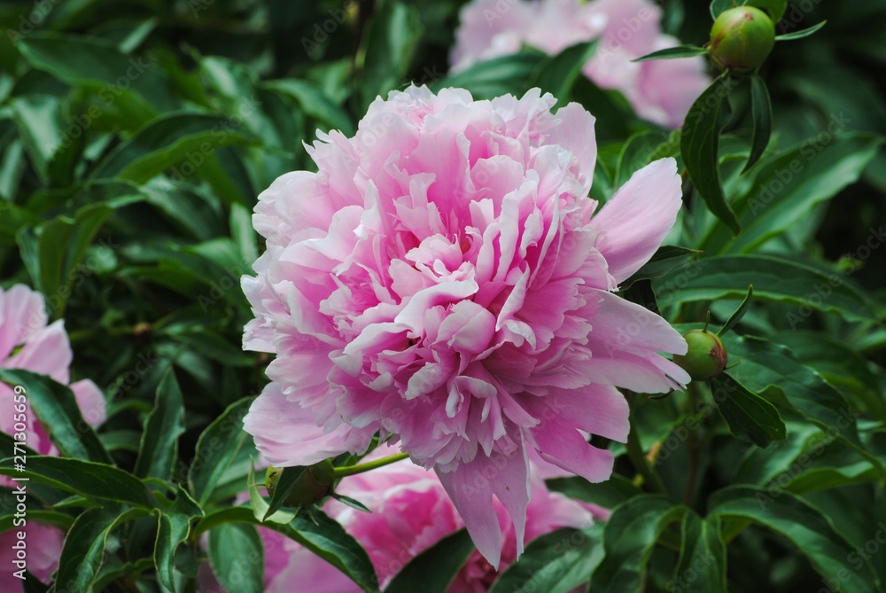 Fototapeta premium blooming peony in the garden