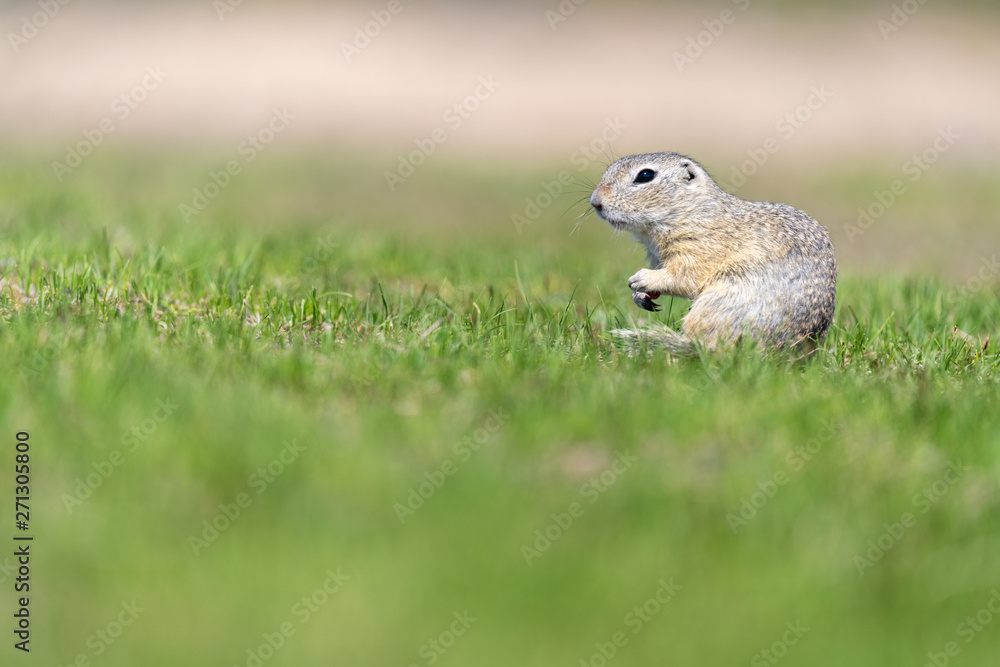 A wild european ground squirrel A wild european ground squirrel