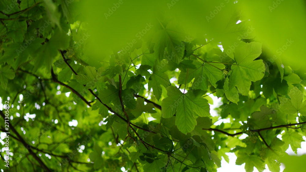 Thüringer Wald - Blätter Baum Sommer Thüringer Wald - Blätter Baum Sommer