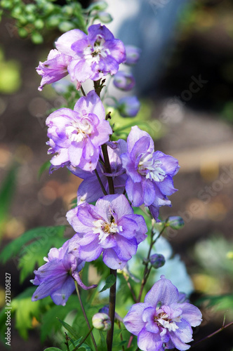 blue flowers in the garden